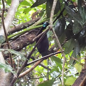 Victoria's Riflebird