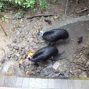 Cassowary Pair