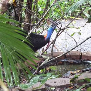 Southern Cassowary Drinking