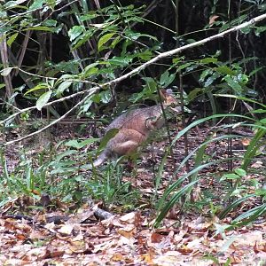 Red-legged Pademelon