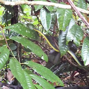 Green Tree Snake