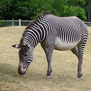 Grevy's Zebra