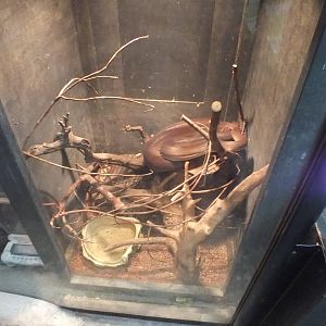 Olive Python Enclosure