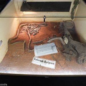 Inland Taipan Enclosure