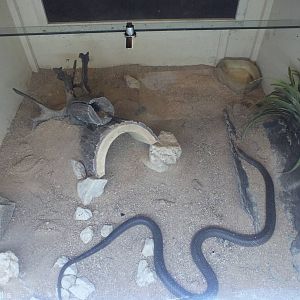 Eastern Brown Snake