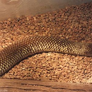King Brown Snake