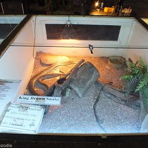 King Brown Snake Enclosure