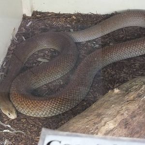Coastal Taipan (Nominate Subspecies)