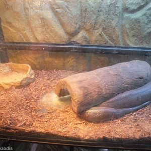 Water Python Enclosure