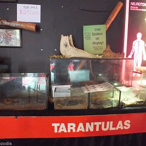 Tarantula Enclosures