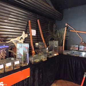 Tarantula and Scorpion Enclosures