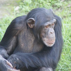 Chimpanzee (Sule)