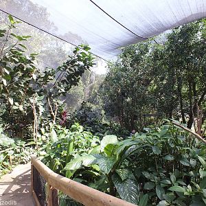 Part of Upper Area of Aviary