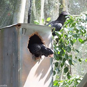 Red-tailed Black Cockatoo
