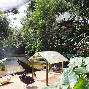 Part of Bottom Part of Aviary