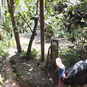 Part of Cassowary Enclosure