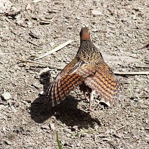 Buff-banded Rail