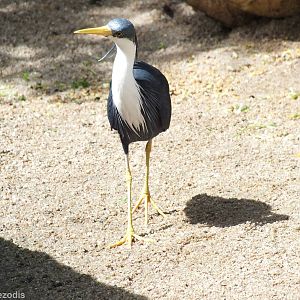 Pied Heron