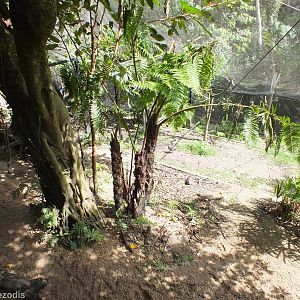 Part of Cassowary Enclosure