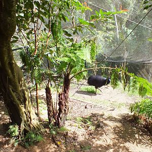 Part of Cassowary Enclosure