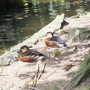 Wandering Whistling Duck