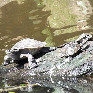 Unsigned Turtle Species