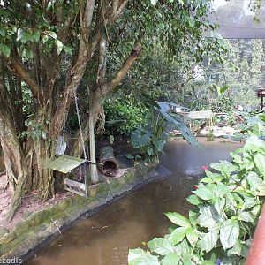 Part of Lower Area of Aviary