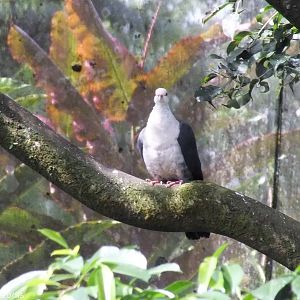 White-headed Pigeon