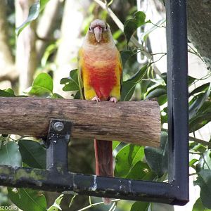 Funny Looking Conure