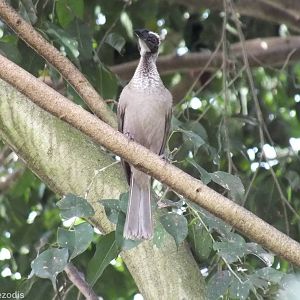 Helmeted Friarbird