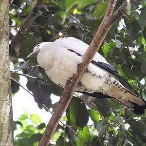 Pied Imperial Pigeon