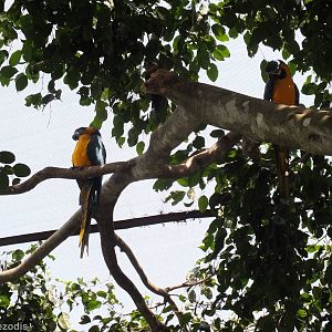 Blue-and-gold Macaws