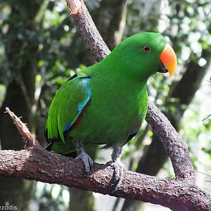 Eclectus Parrot