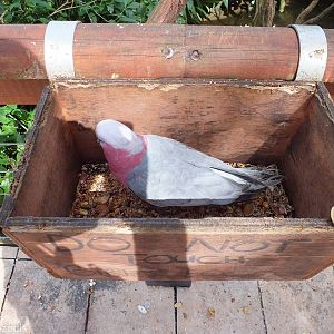 Galah in a Box