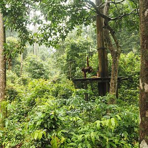 Male Orangutan at Sepilok
