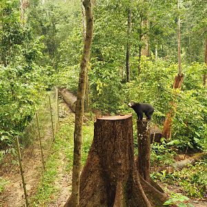 Sun Bear at Bornean Sun Bear Rehabilitation Centre