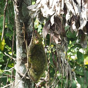 Bornean Colugo at Rainforest Discovery Centre