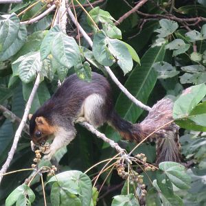 Bornean Giant Squirrel at Rainforest Discovery Centre