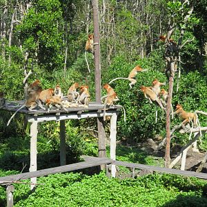 Proboscis Monkeys at Labuk Bay Proboscis Monkey Sanctuary