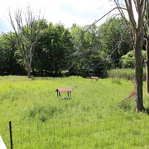 White-tailed Deer Enclosure - June 2016