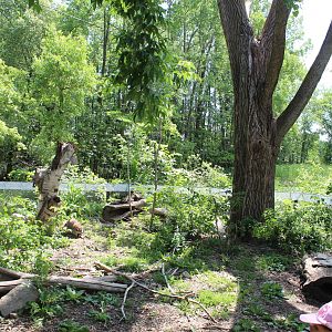 Raccoon Enclosure - June 2016