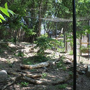 Canadian Lynx Enclosure - June 2016
