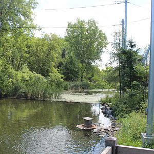 Wildfowl Aviary - June 2016