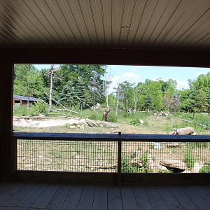 Woodland Caribou Enclosure - June 2016