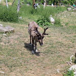 Woodland Caribou - June 2016