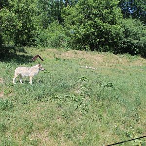 Canadian Gray Wolf Enclosure - June 2016