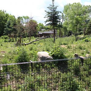 Woodland Caribou Enclosure - June 2016