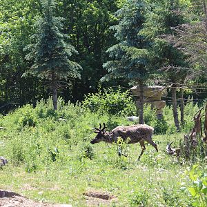 Woodland Caribou Enclosure - June 2016