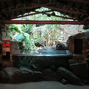 Tropical Discovery - Yellow-spotted Side-necked Turtle and Others Exhibit