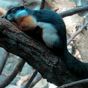 Tropical Discovery - Tri-colored Squirrel Exhibit